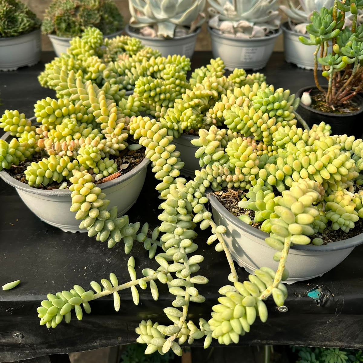 Sedum Morganianum M 17