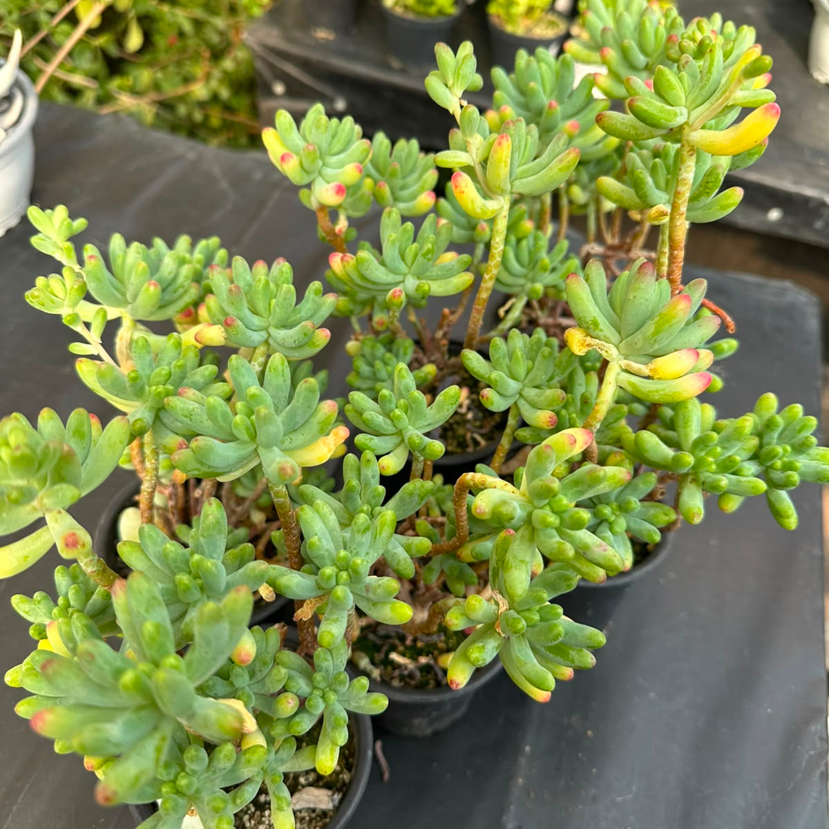 Sedum Rubrotinctium M 9