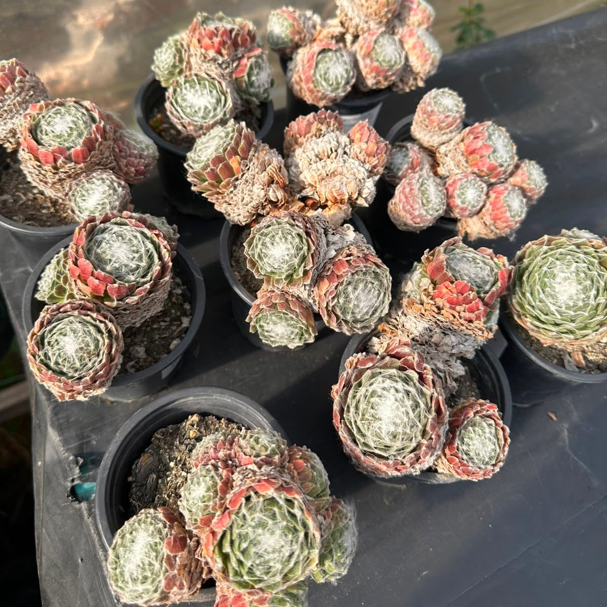 Terrario Cuadradö Suculenta Sempervivum