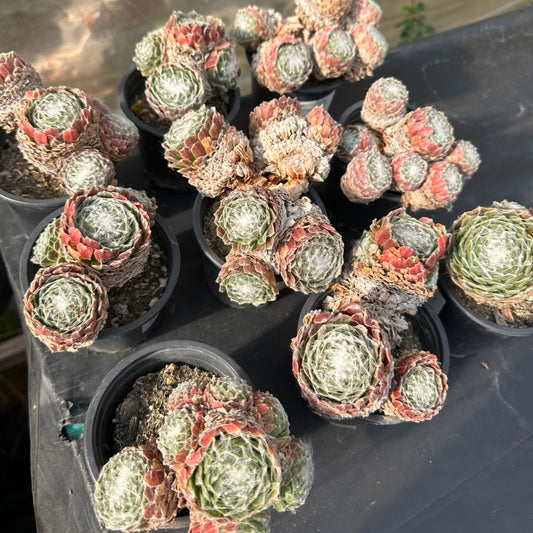 Sempervivum Arachnoideum M 9
