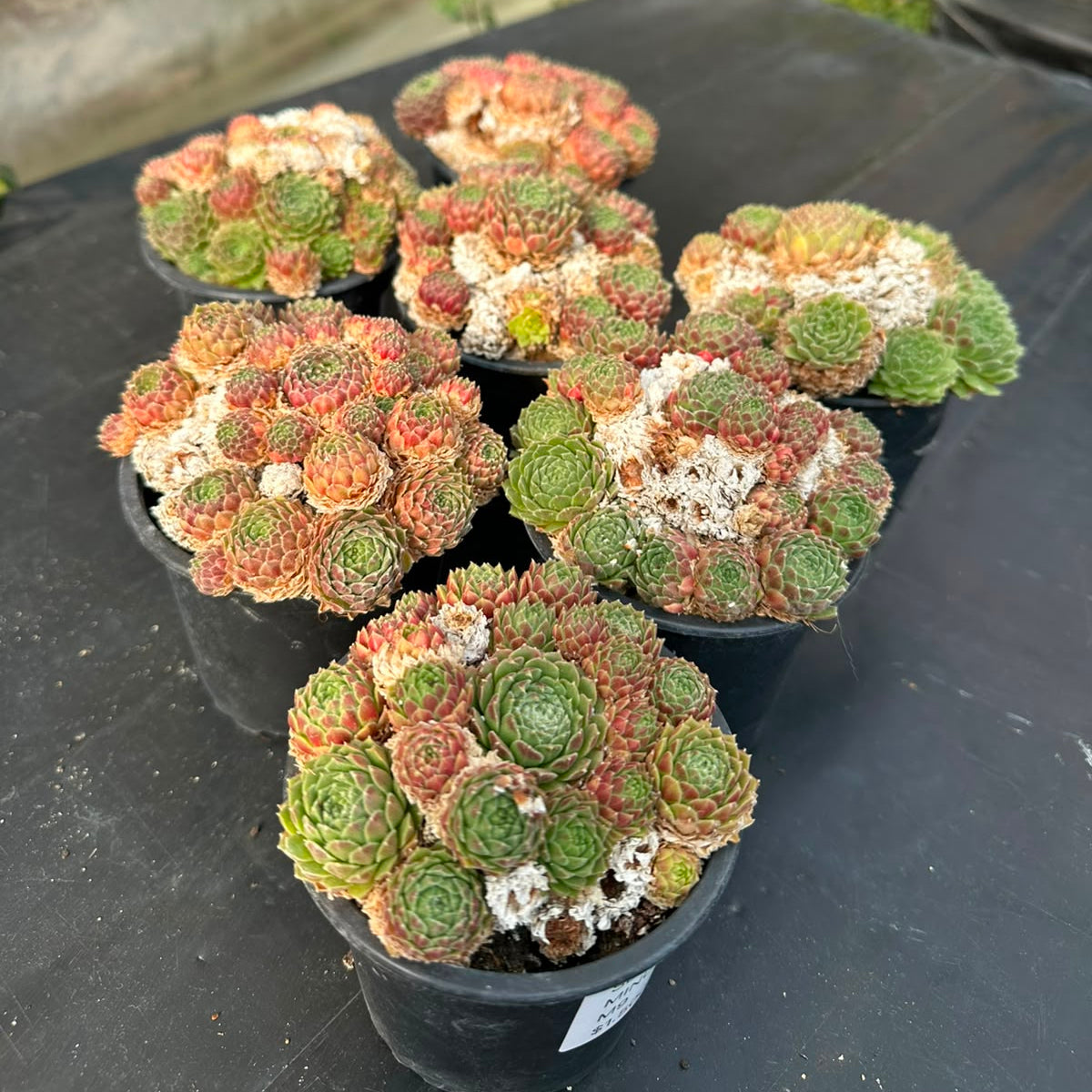 Sempervivum Minutum M 9