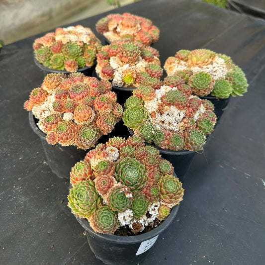 Sempervivum Minutum M 9