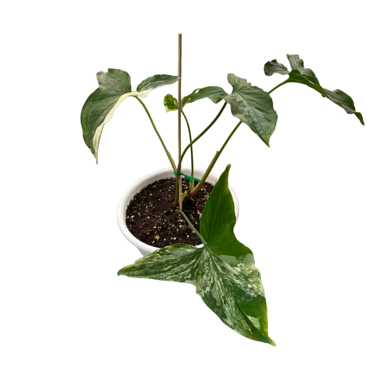 Singonio Variegado M 20