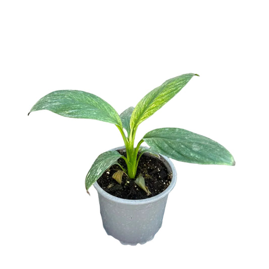 Spathiphyllum Variegado  M 10