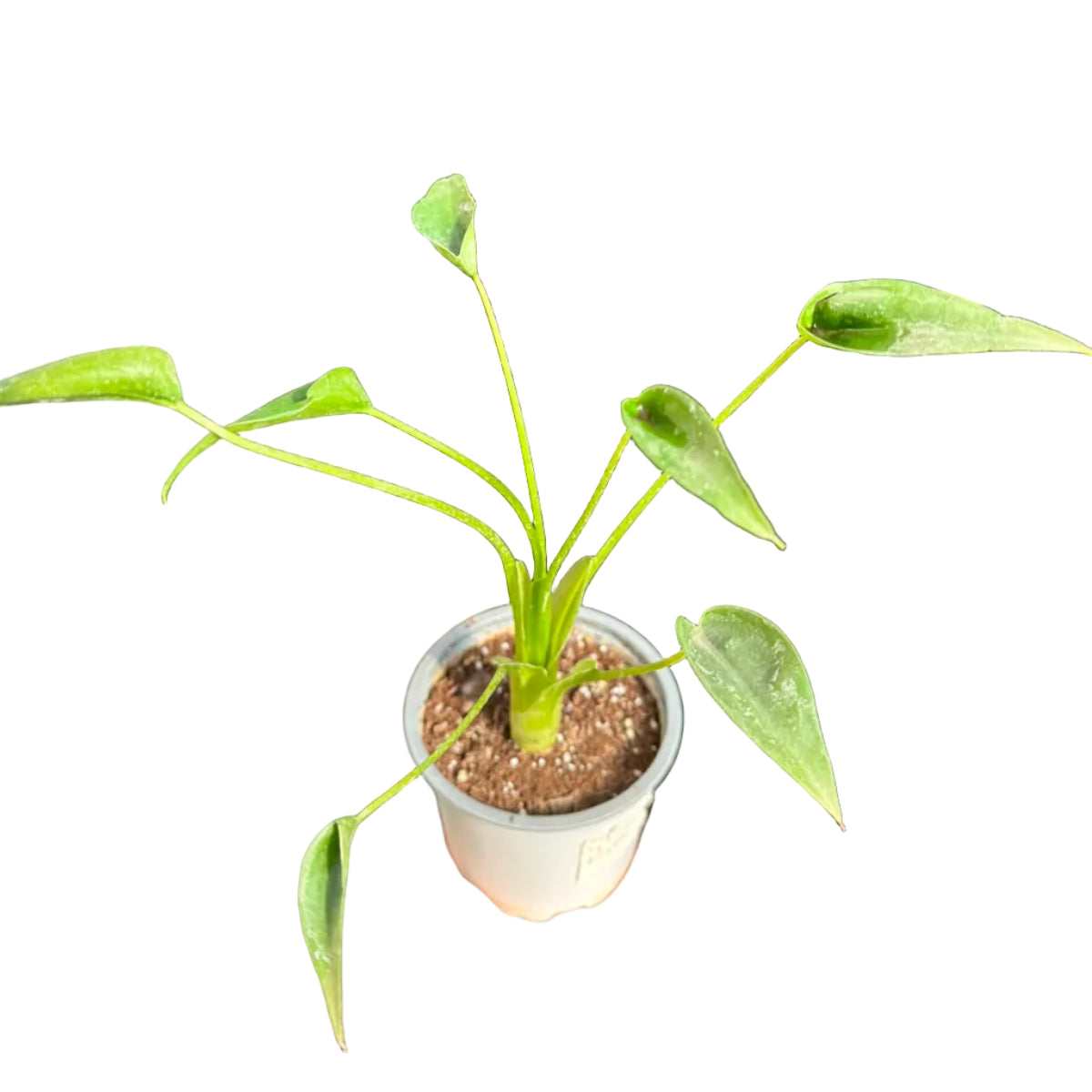 Alocasia Tiny Dancer M 10