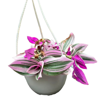 Tradescantia Rosada Colgante