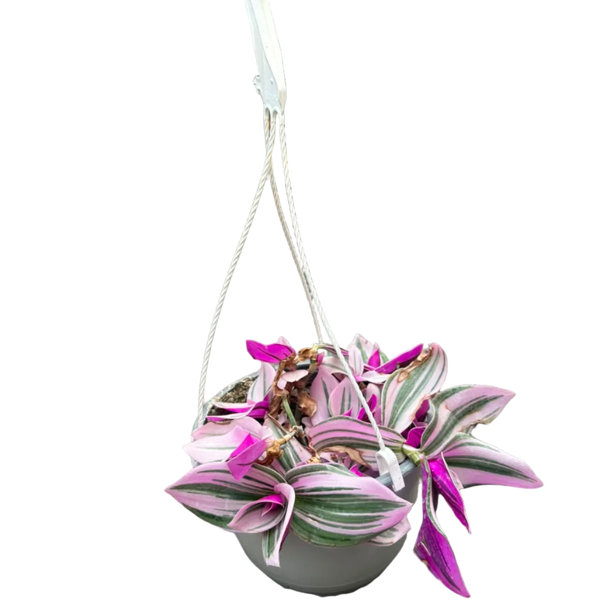 Tradescantia Rosada Colgante