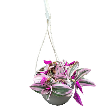Tradescantia Rosada Colgante