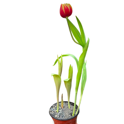 Tulipan Trio M 12