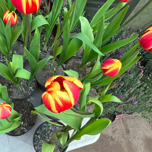 Tulipan Trio M 12