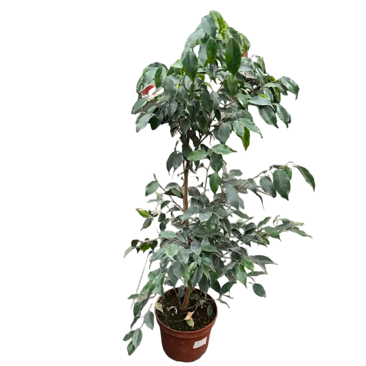 Ficus Verde M 21
