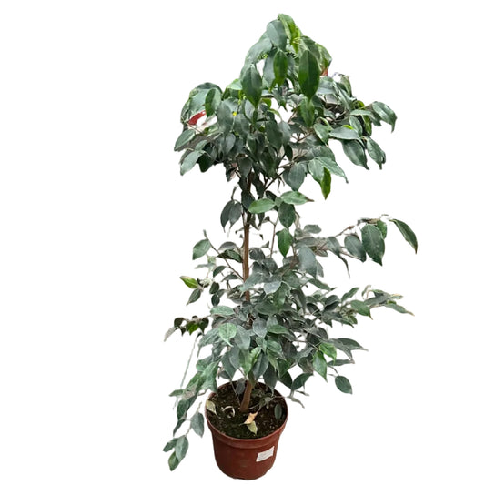 Ficus Verde M 21
