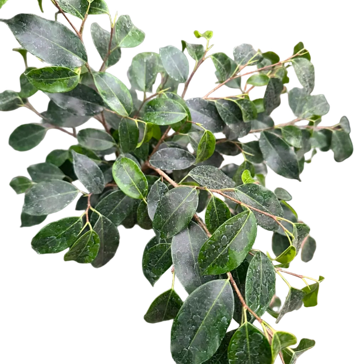 Ficus Verde M 21