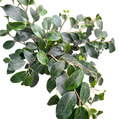 Ficus Verde M 21