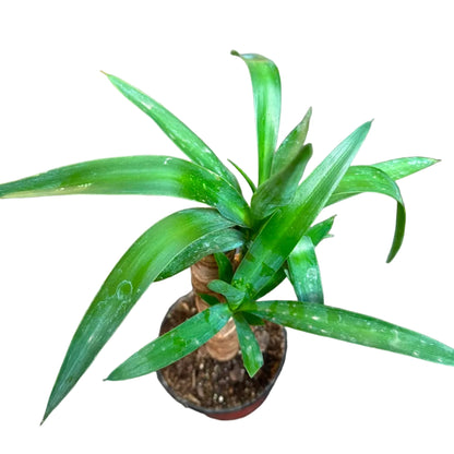 Yuca M 14